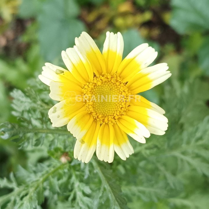 Chrysanthème des jardins, Chrysanthemum coronarium image